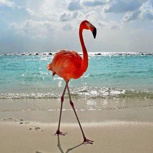 Meet your Posher, Sea Life